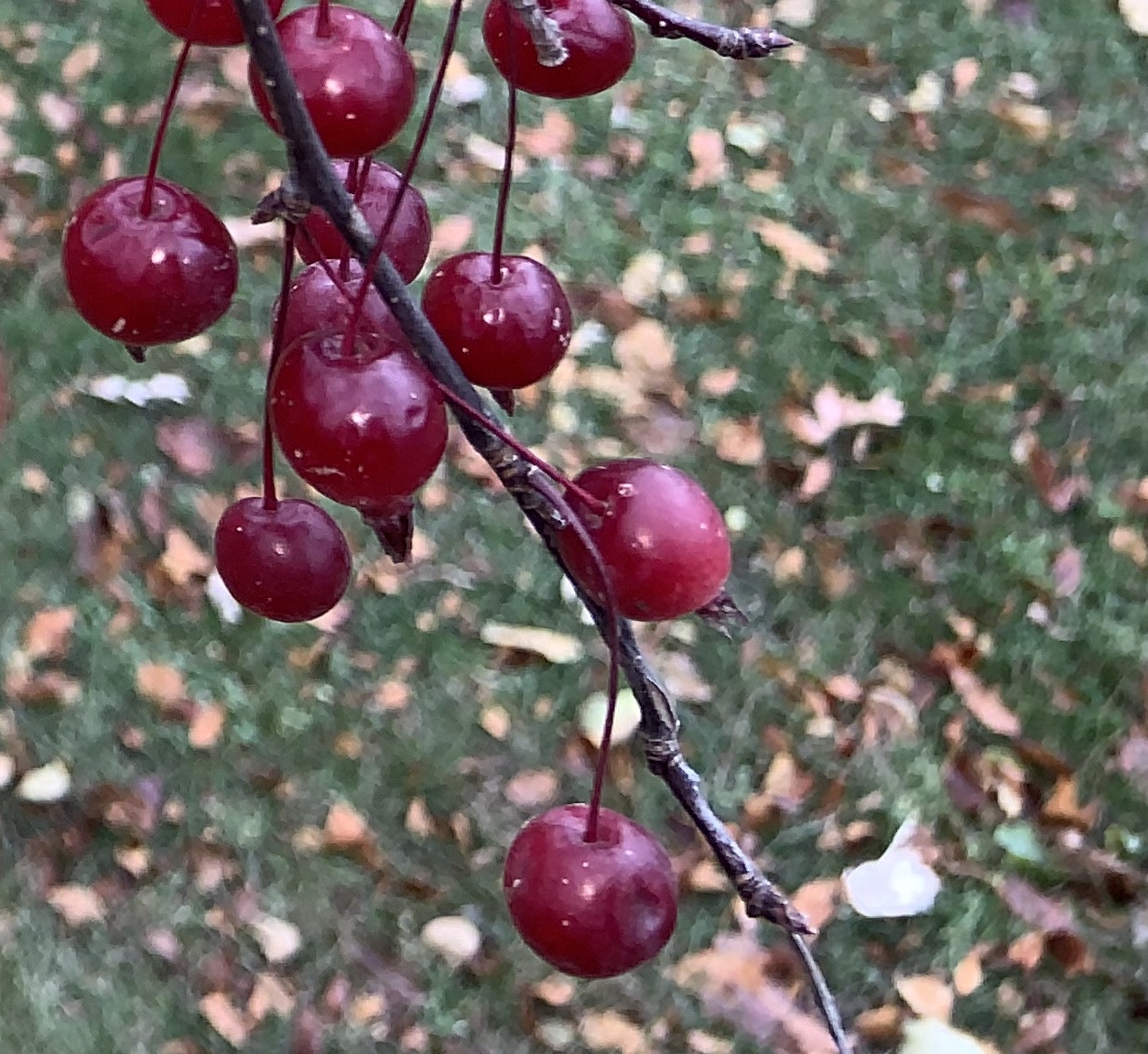 Como Park crabapple tree near the Como Golf course