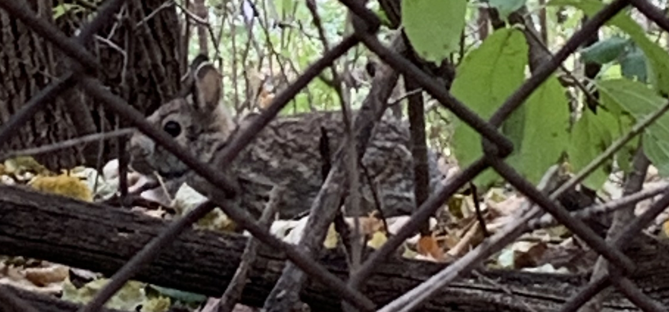 Rabbit behind a fence in the Como Golf course.