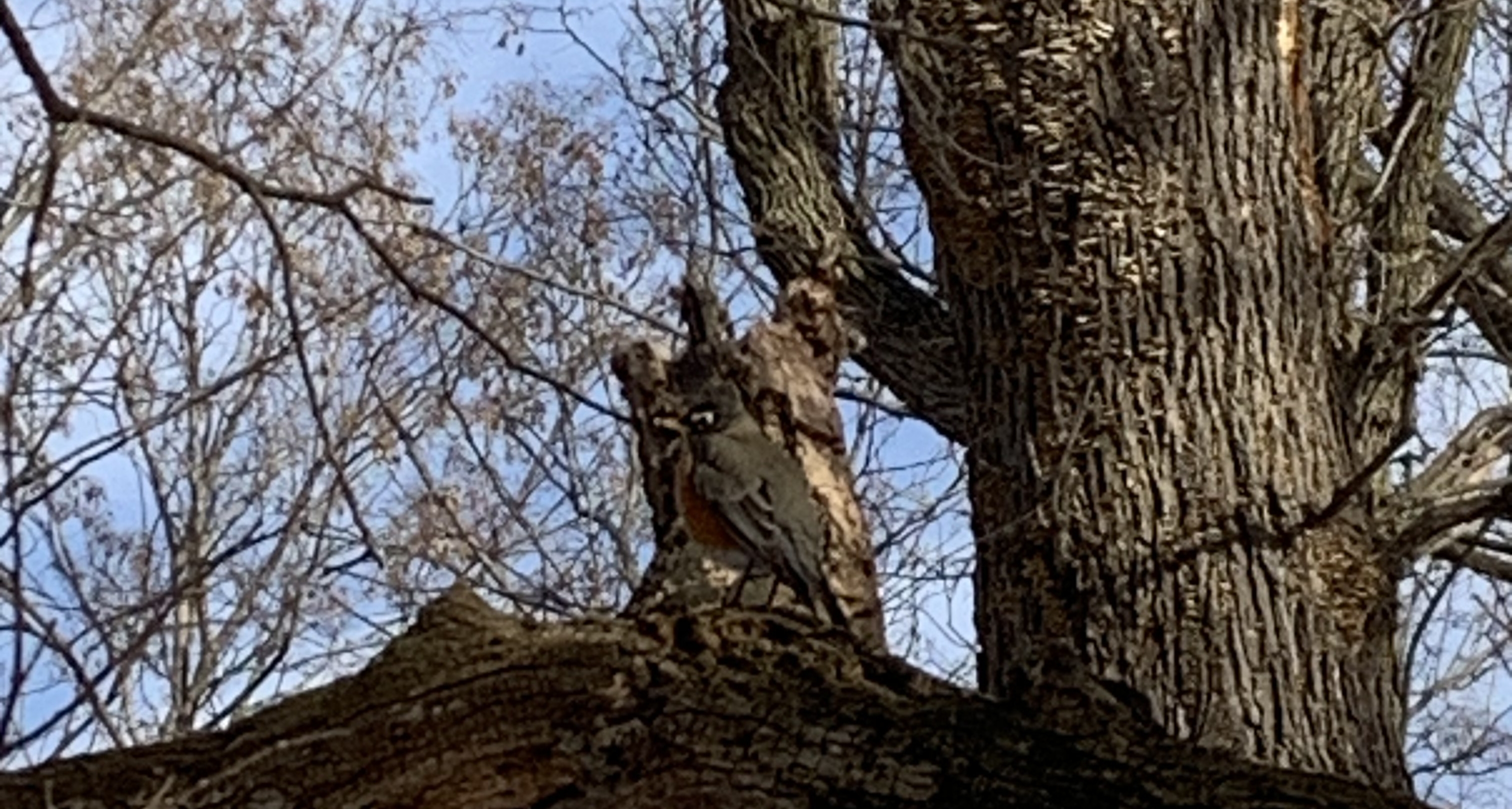 Robbin hiding in front of a branck in the wood's draw.