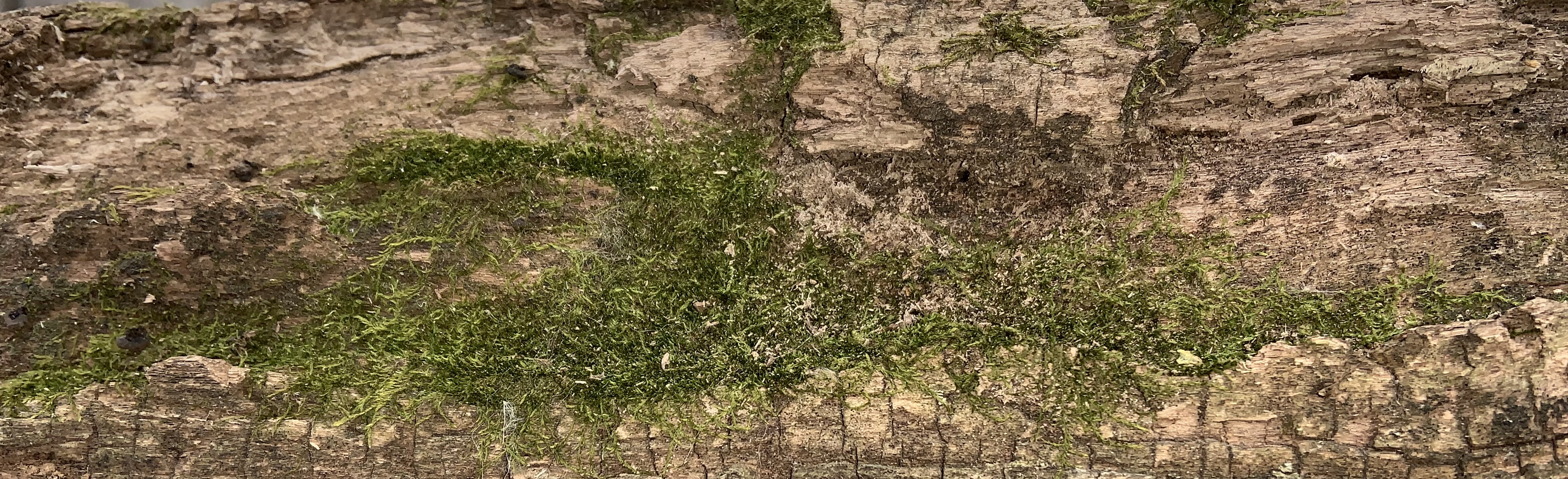 A log with some moss on it, close-up.