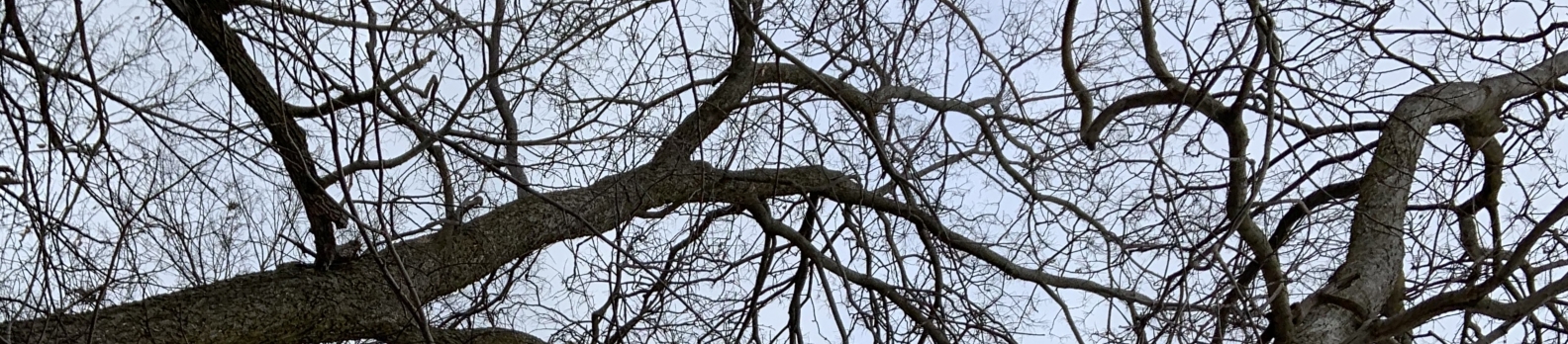 A view of some tree branches going everywhere.