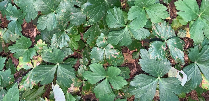 Clovers on the ground in a park by the gravel path.