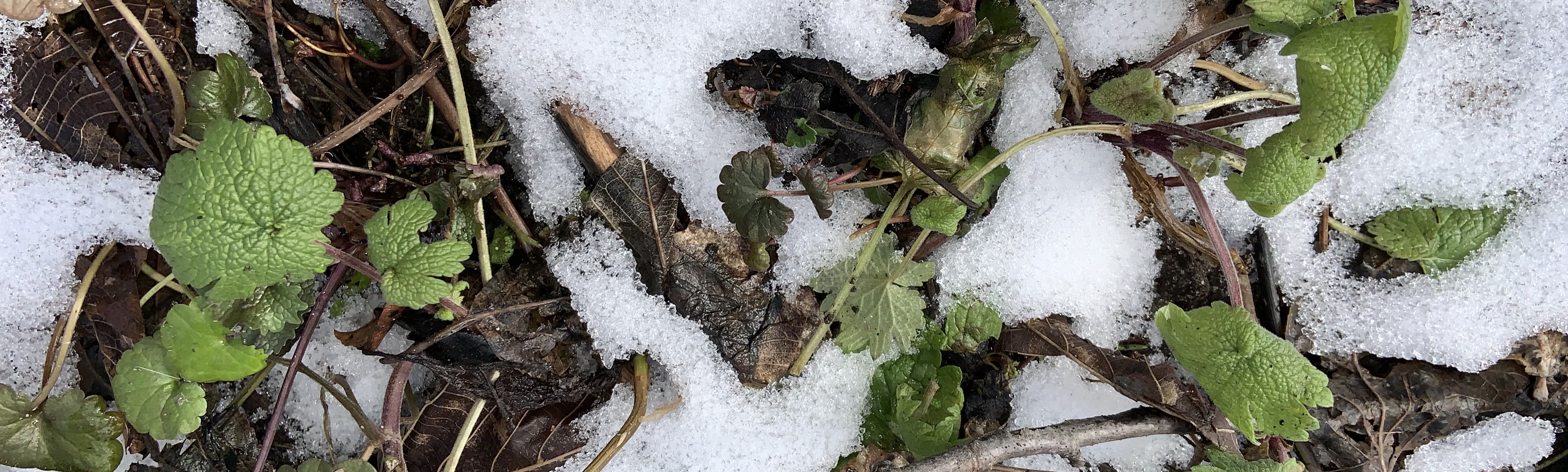 A log with some moss on it, close-up.