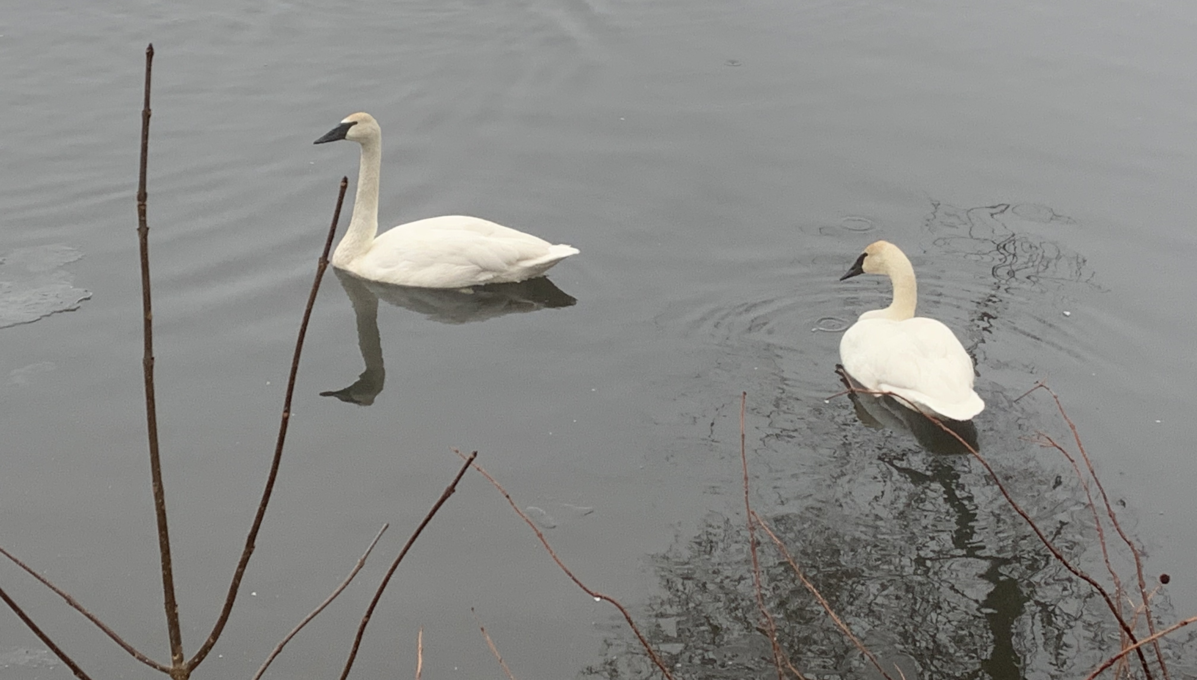 A view of some tree branches going everywhere.