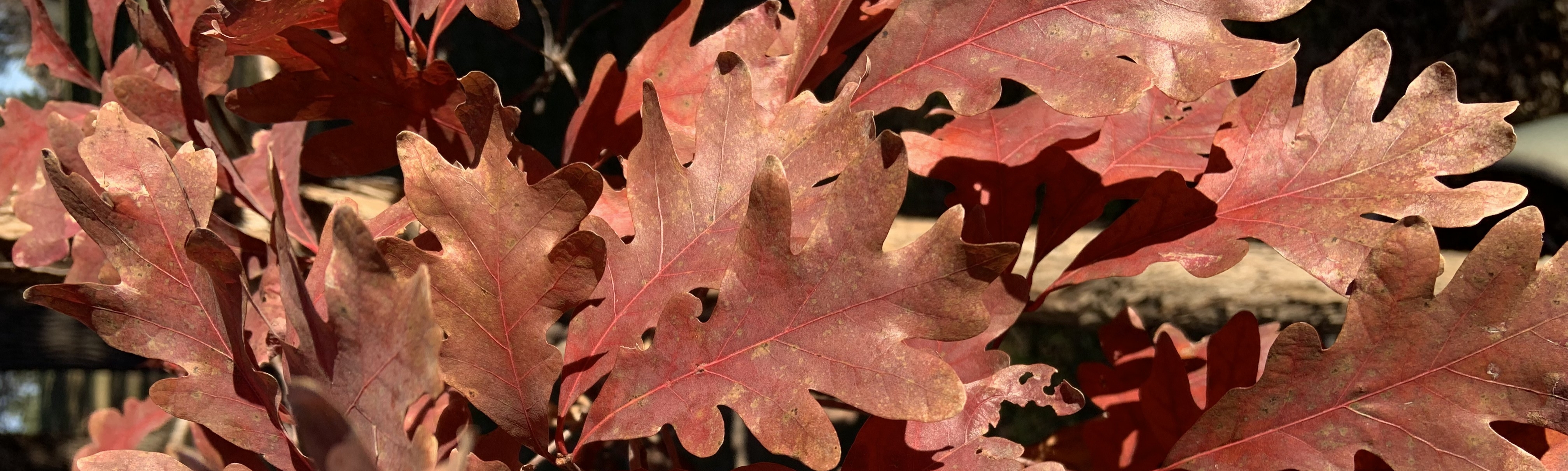 A picture of leaves on the ground with each on top of eachother.
