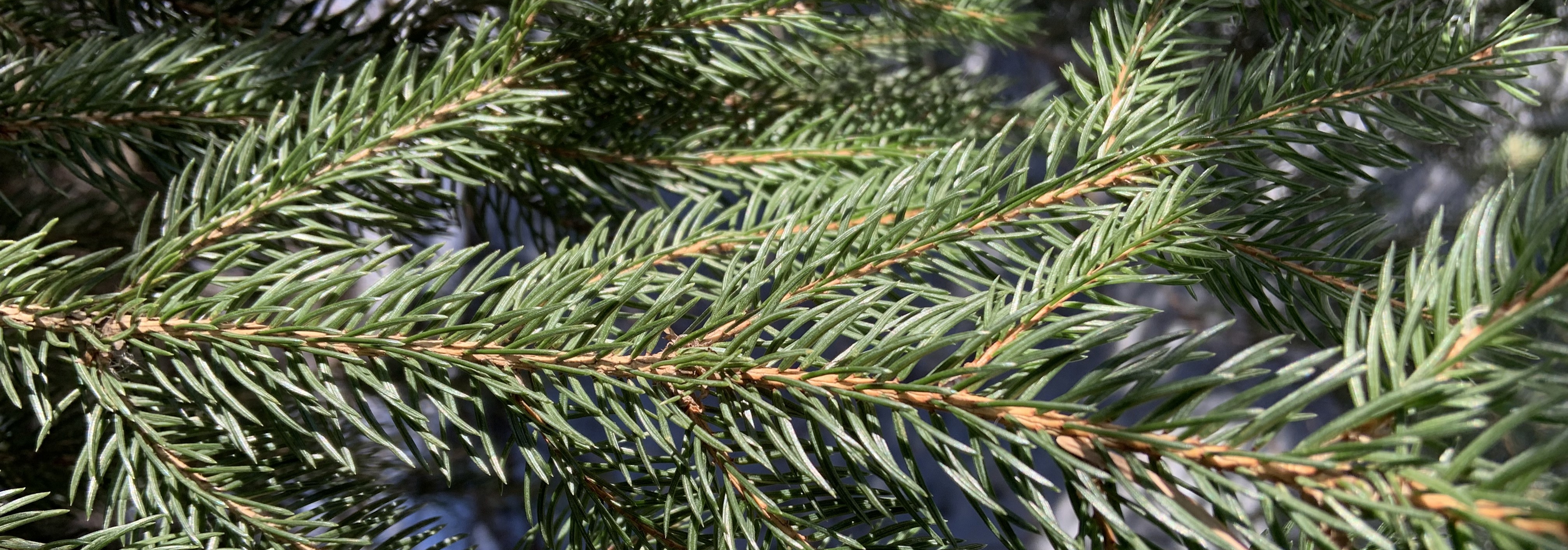 A close-up of pine needles.