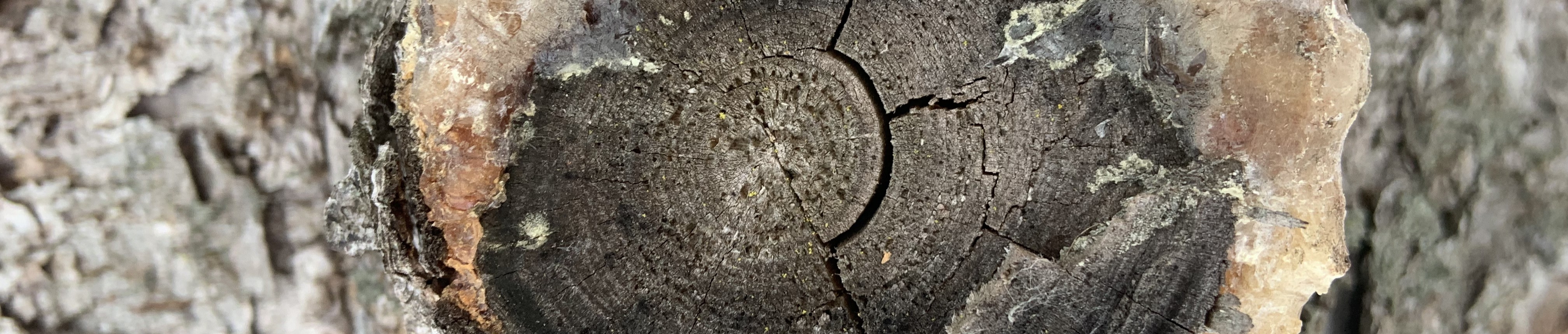 A picture with some particles and a stick in the snow.