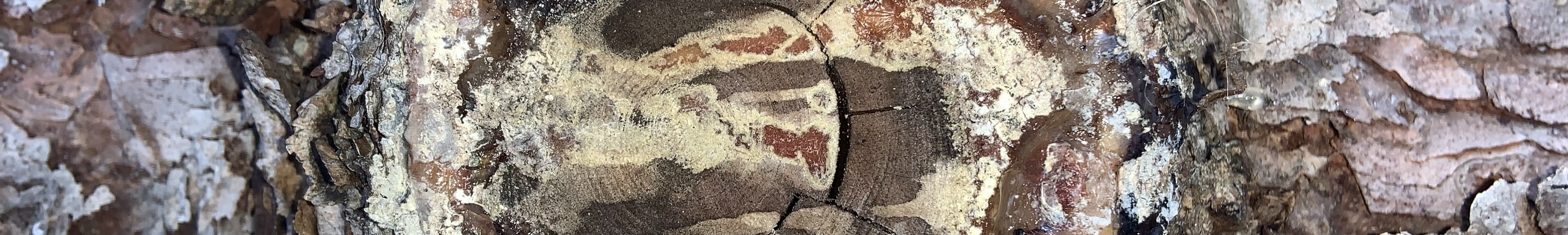 A close-up of more snow on a pine tree.