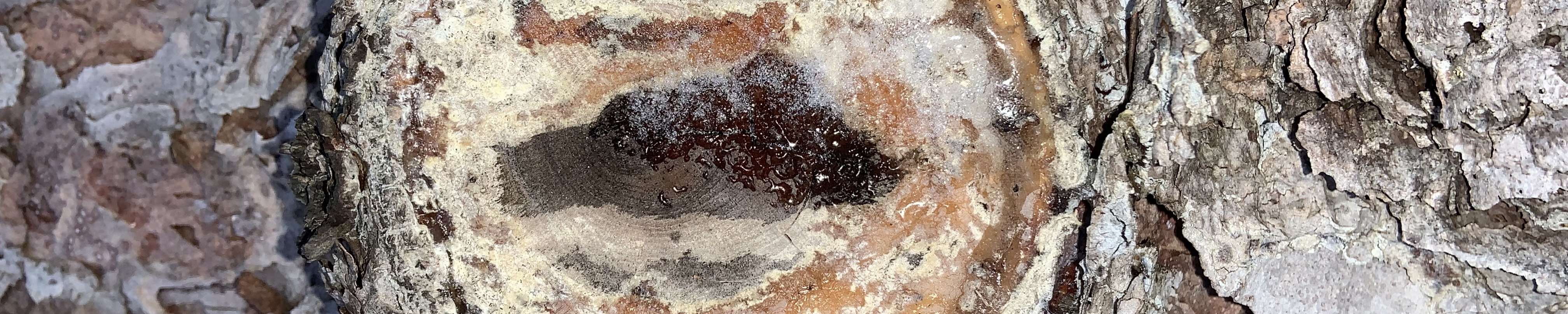 A close picture of more snow on a birch tree in the park in the winter.