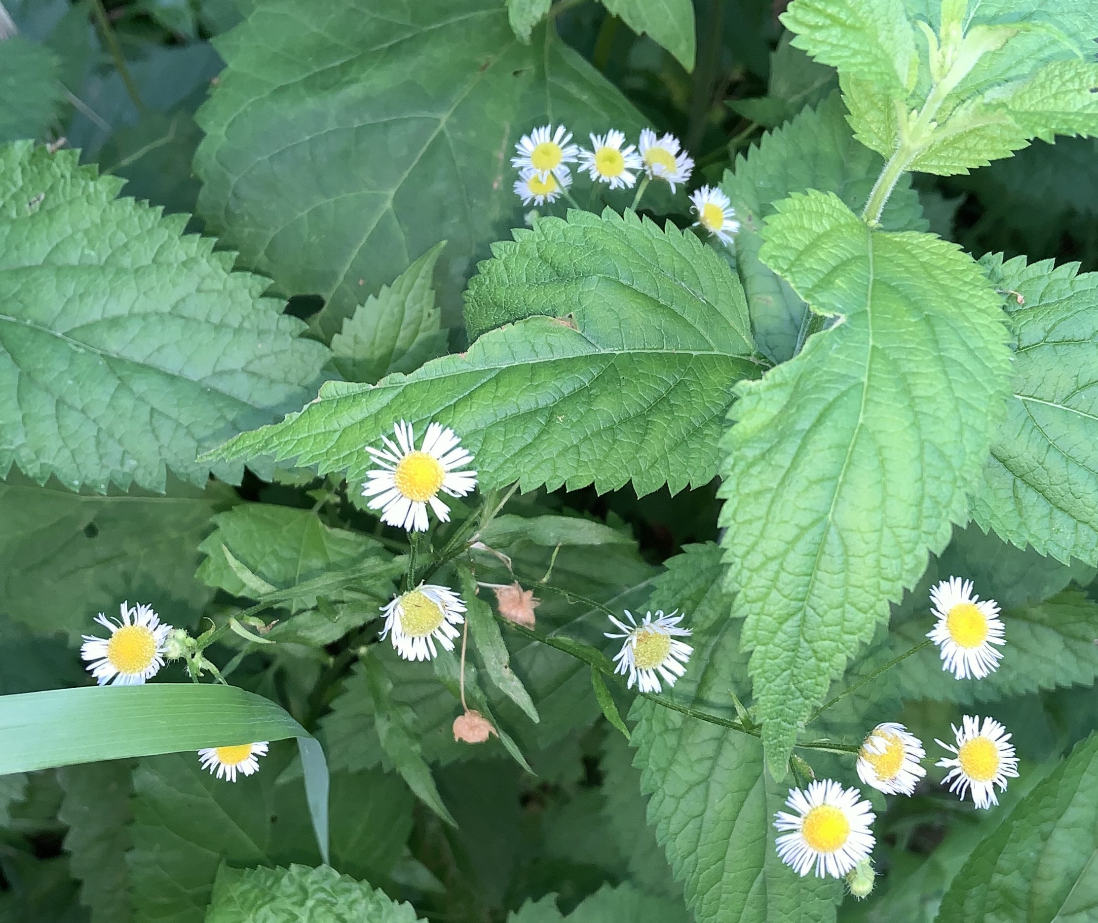 A wider view of the small daisy like flowers.