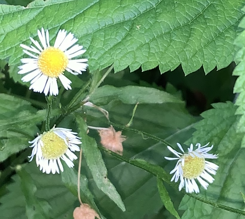 Close in view of some green leaves with saw toothed edges and some small daisy like flowers.