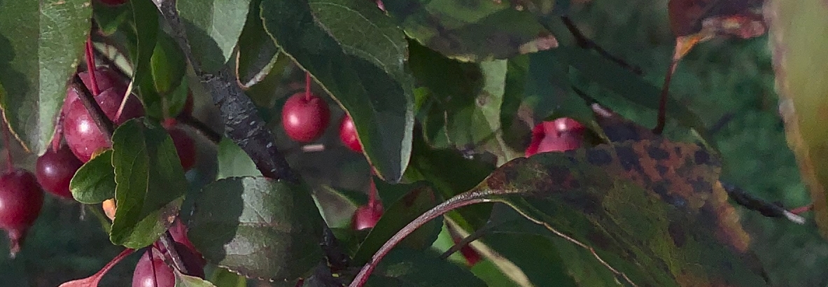 A crabapple branch with ripe crabapples along a walking path in a park.