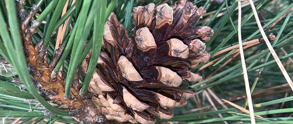 A pine cone still on a pine tree in a park.