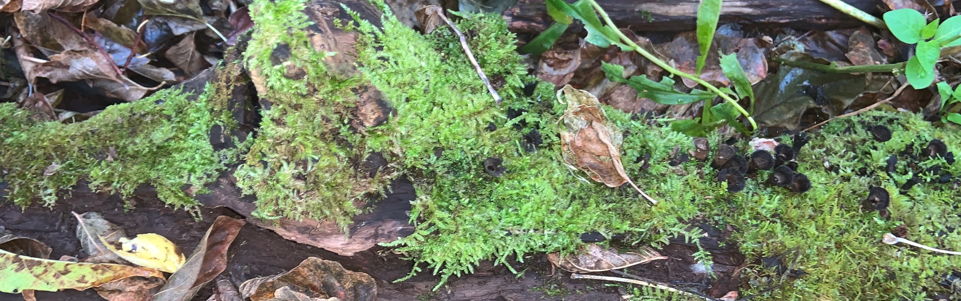 Como Park moss on a rotting log in the woods