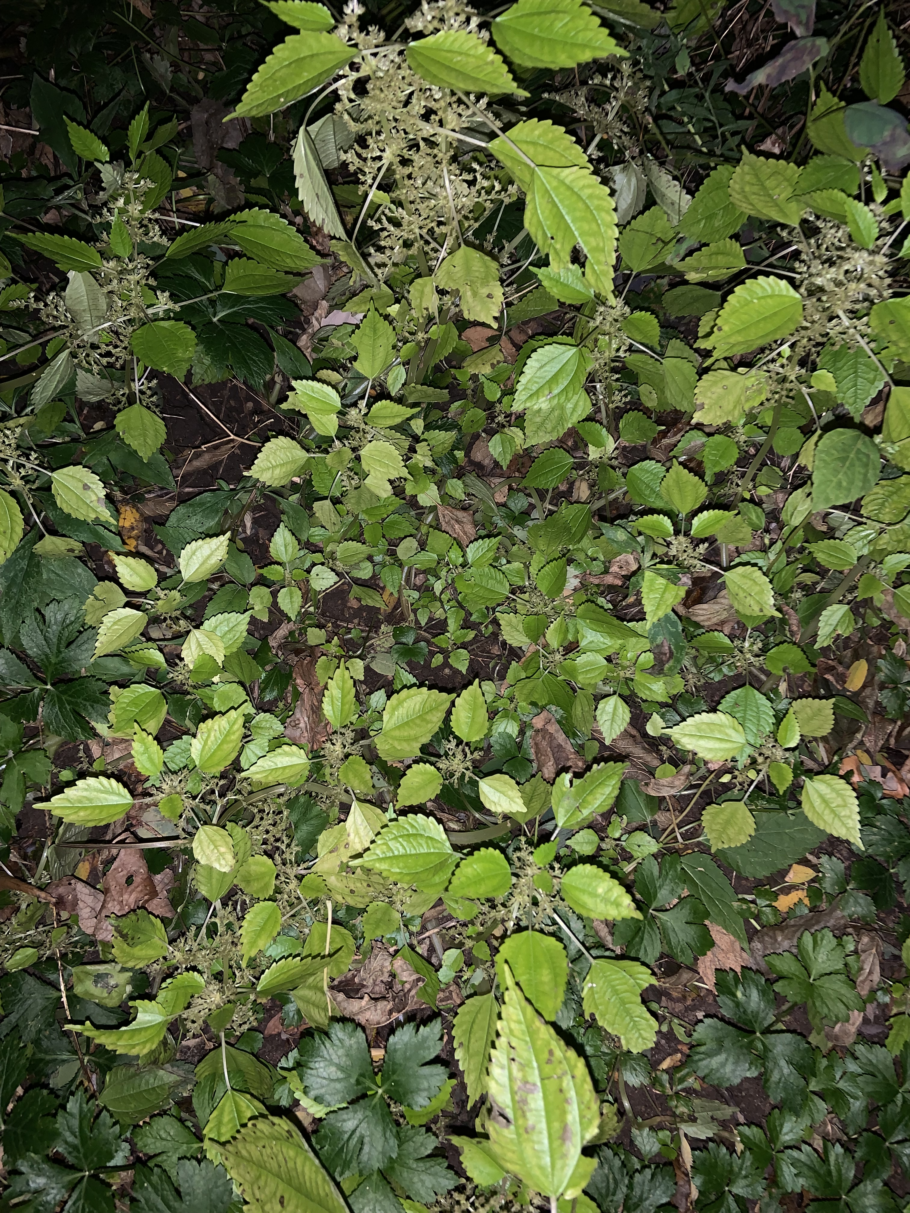 A after sunset picture of clover on the ground.