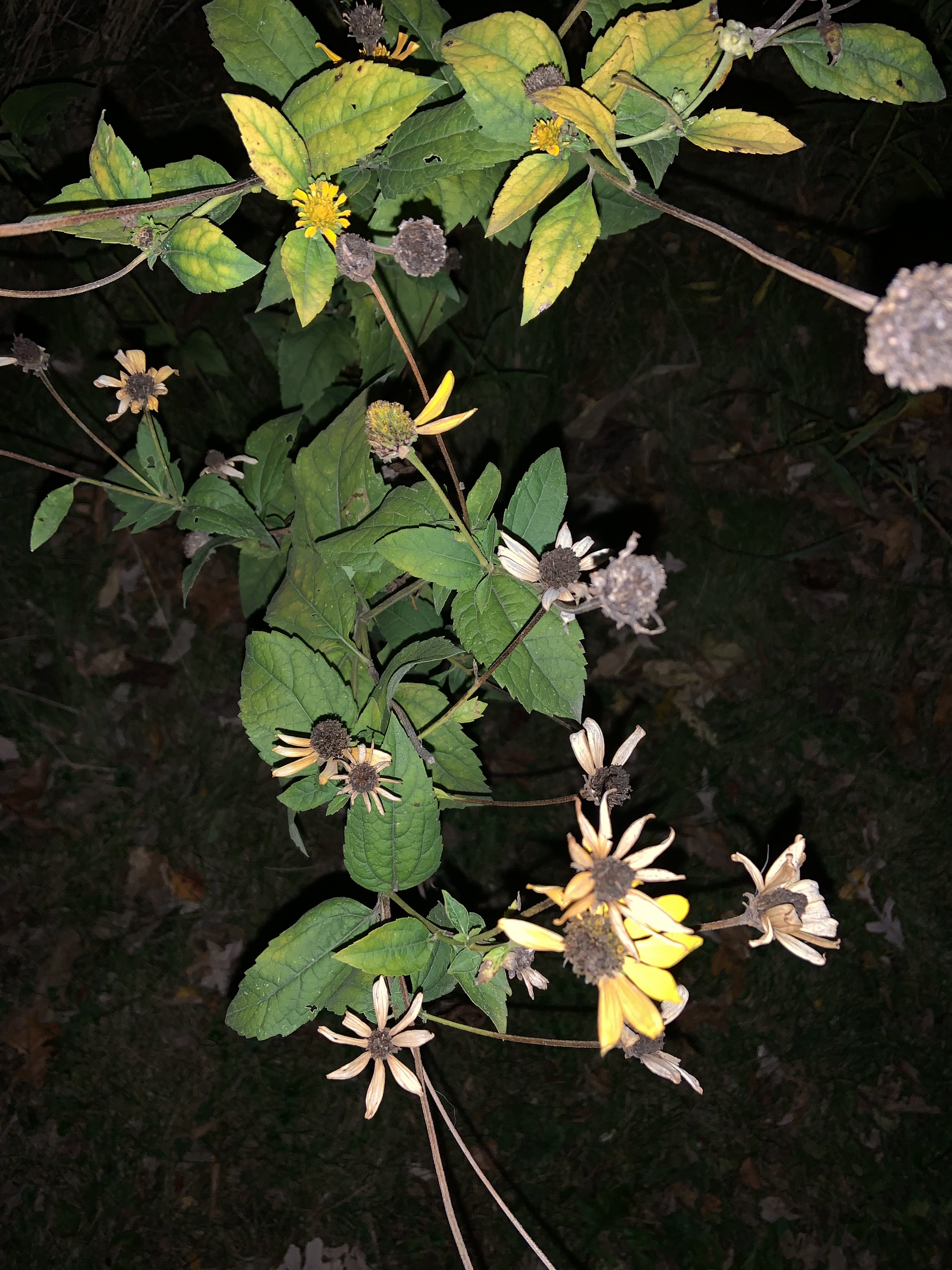There were some yellow flowers that were losing its peddles and the picture was taken after sunset.