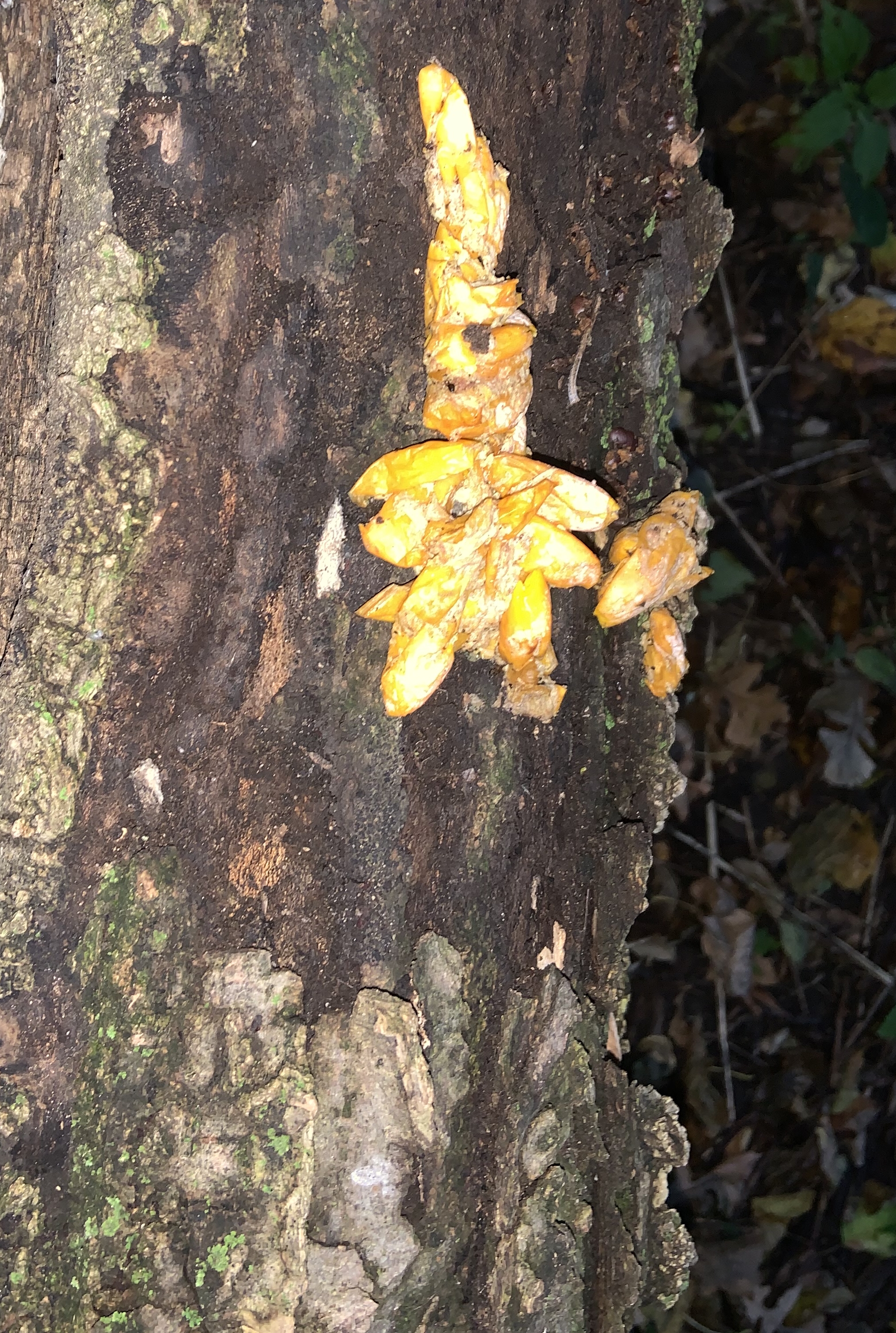 There were some yellow fungus pods on a log in the woods within a city park.