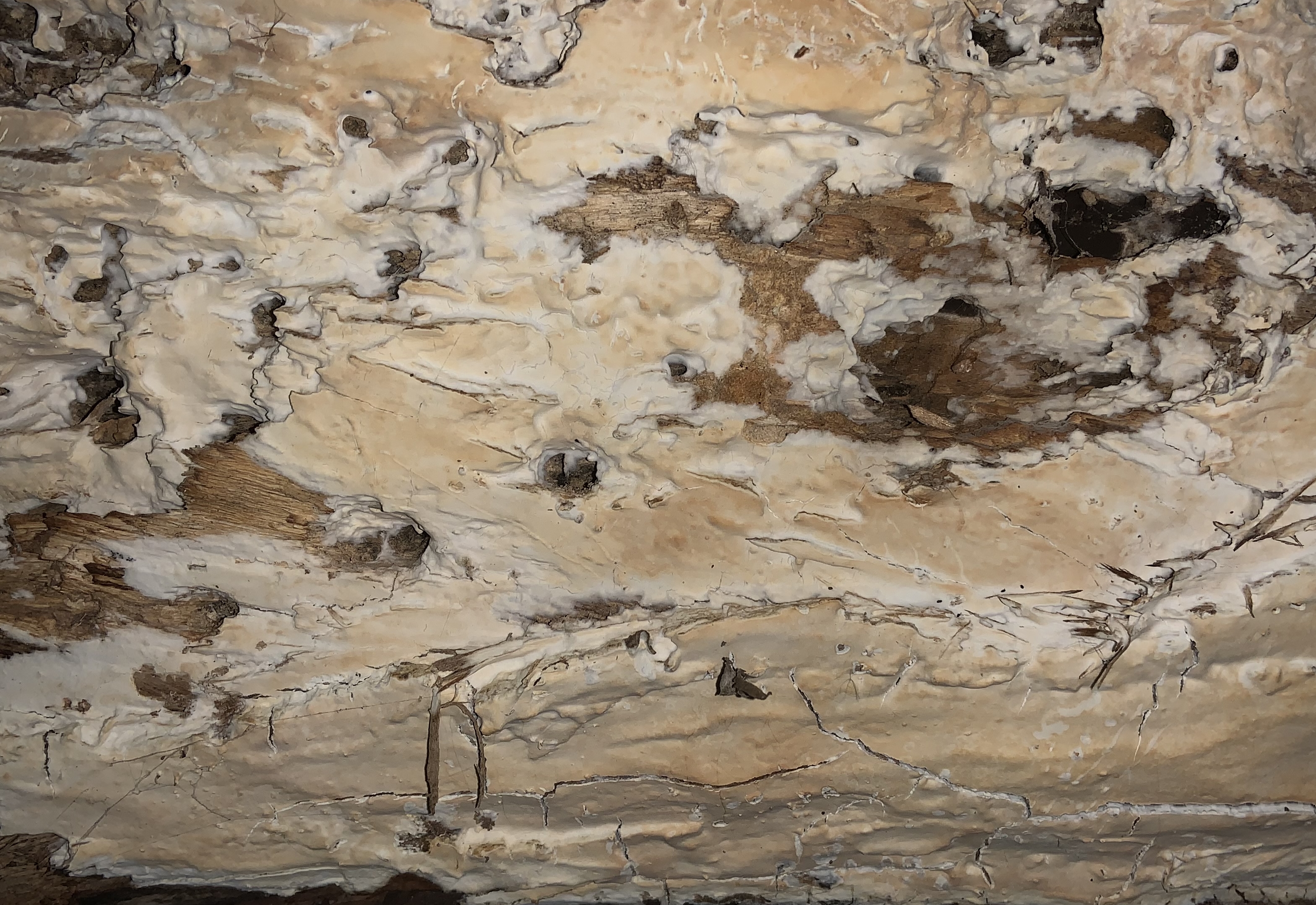 There is some white fungus on a log in the woods within a park.