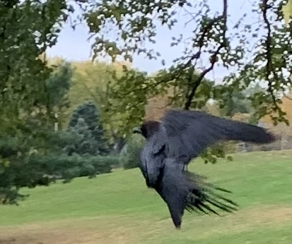 There was two ravens on a fence, then one flew away and then the other stayed, and I took a picture, within a park.