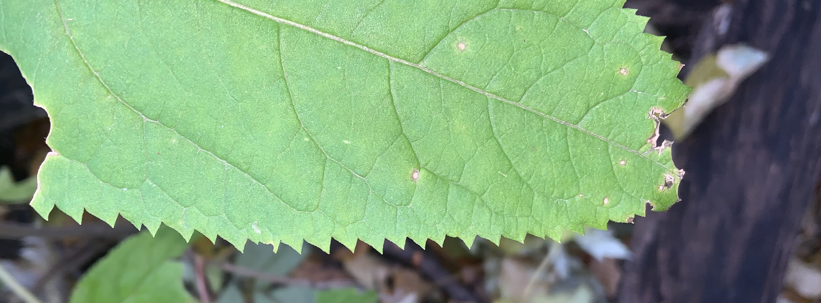 There was a saw tooth shaped leaf in the woods within a city park.