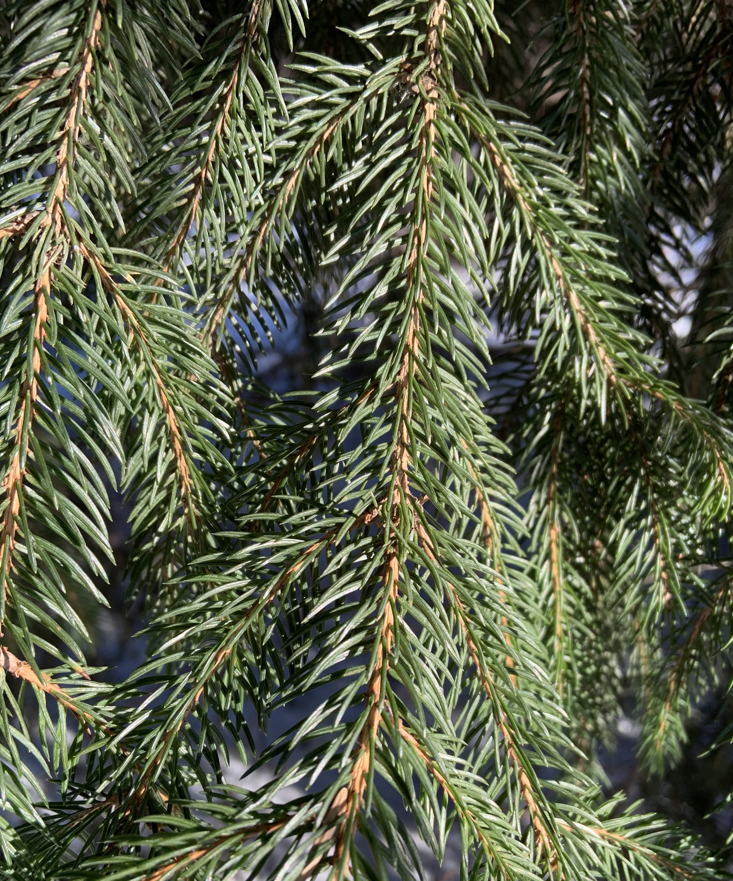 A pine tree in the winter along a walking path to the woods.