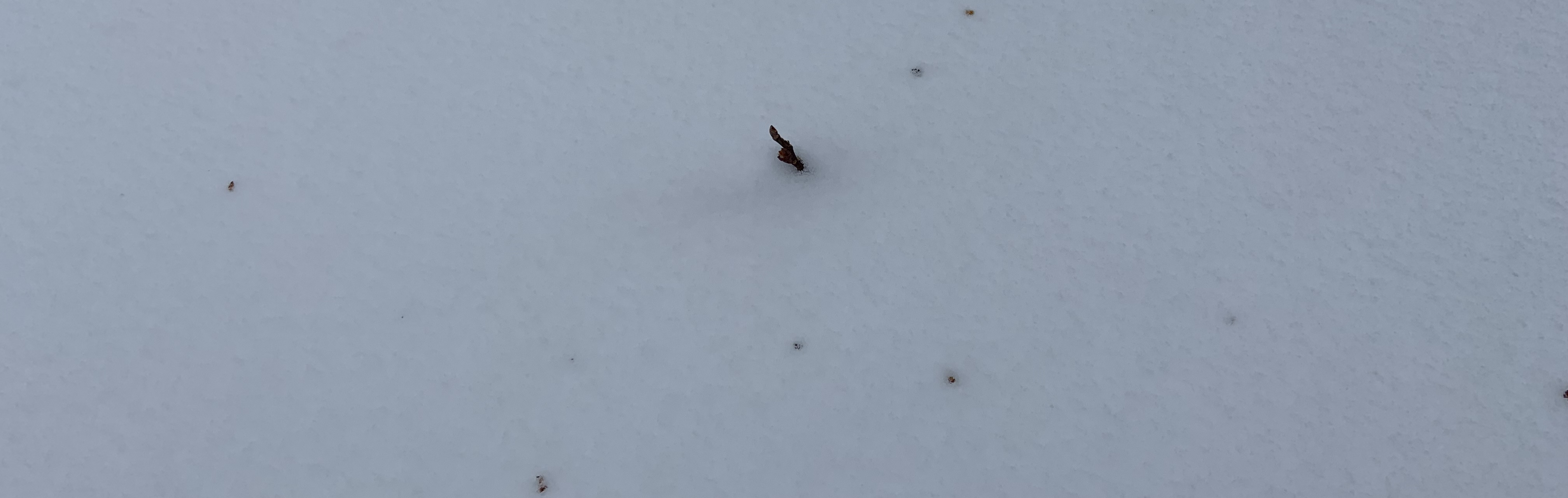 A picture with some particles and a stick in the snow.