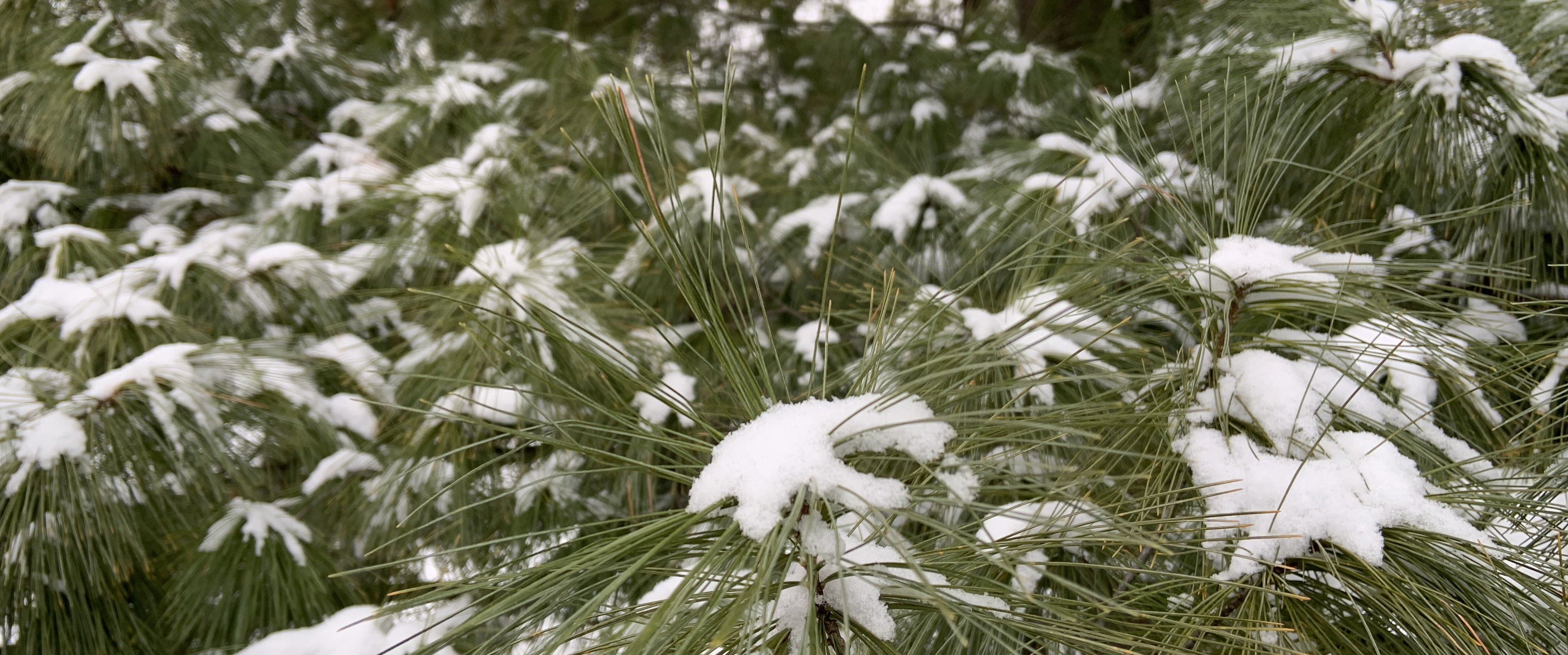 A close-up of more snow on a pine tree.