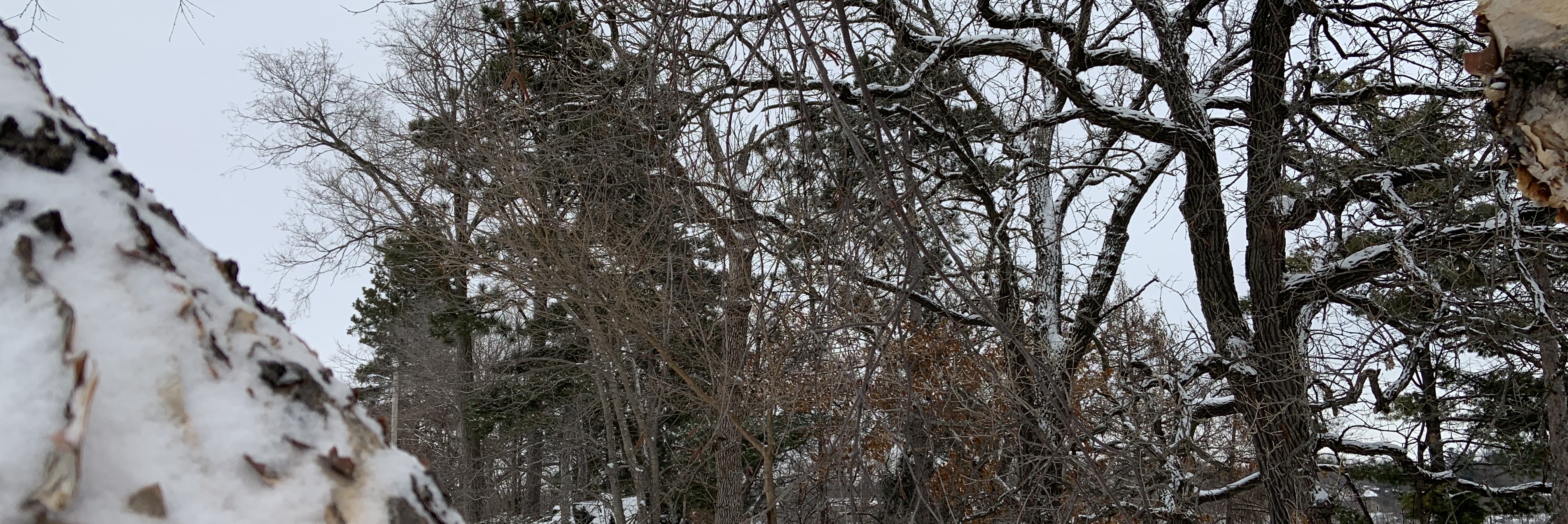 A close picture of more snow on a birch tree in the park in the winter.