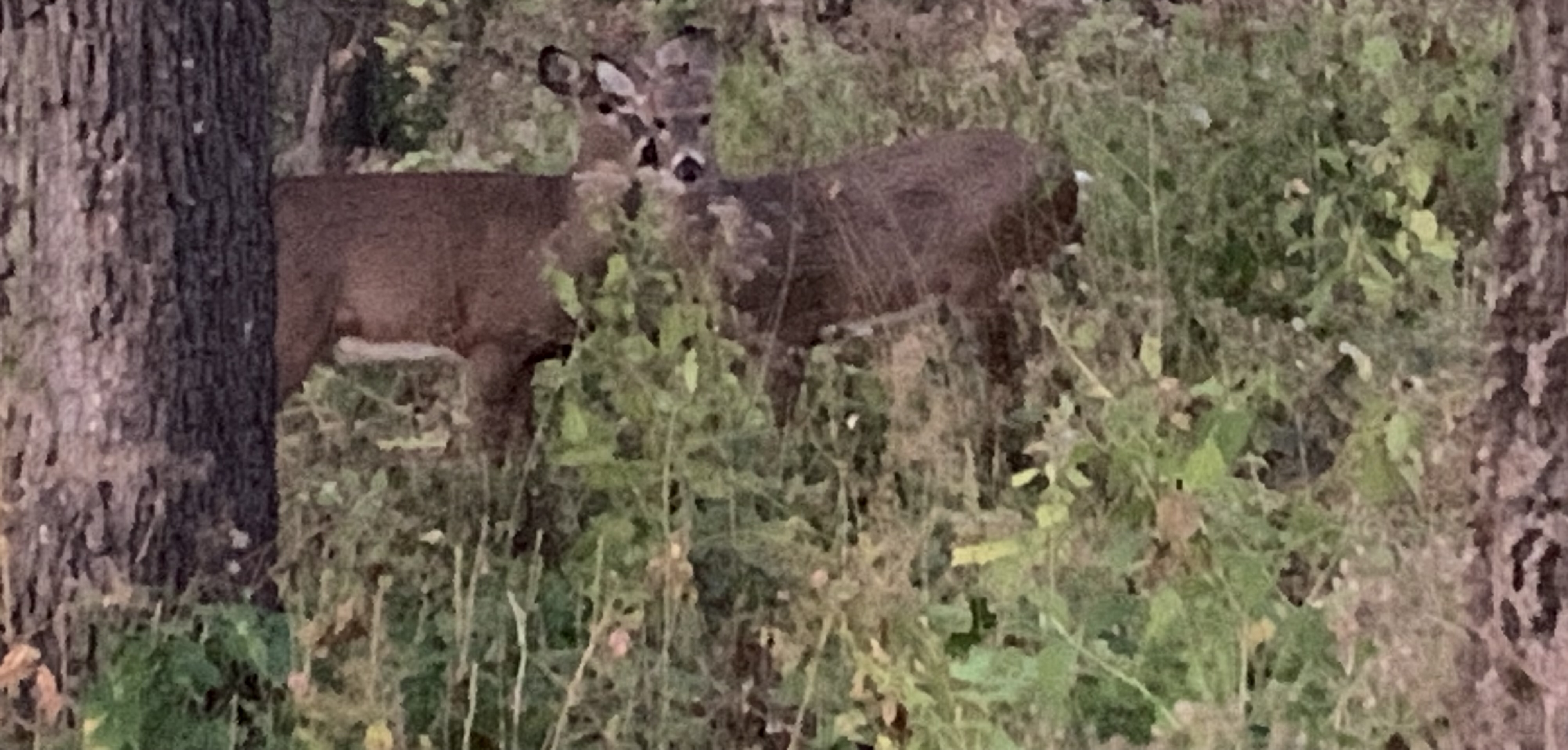 Two Como Park deer in a draw, next to a road posing for me.