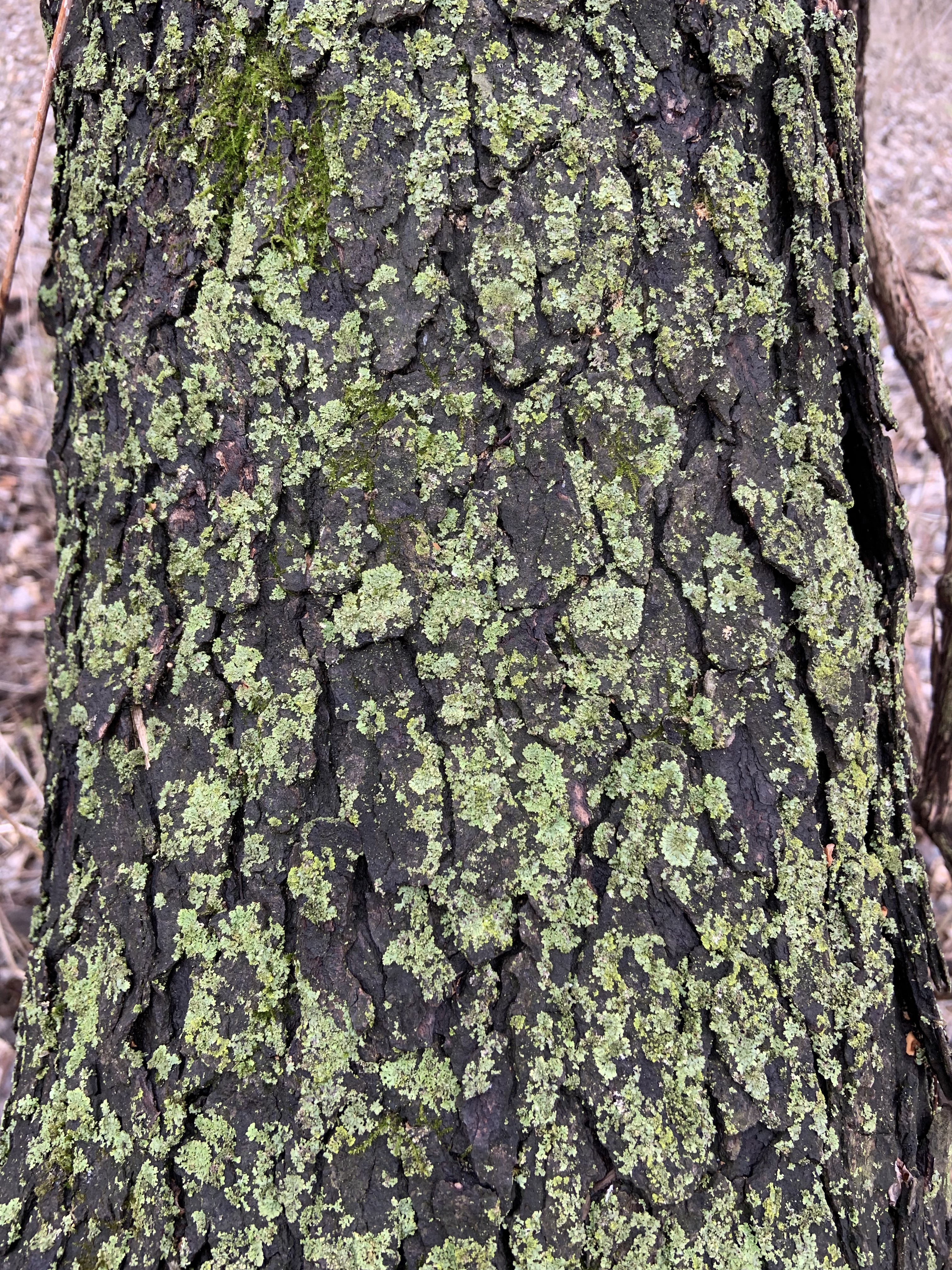 A trunk with moss growing on the bark in some spots.