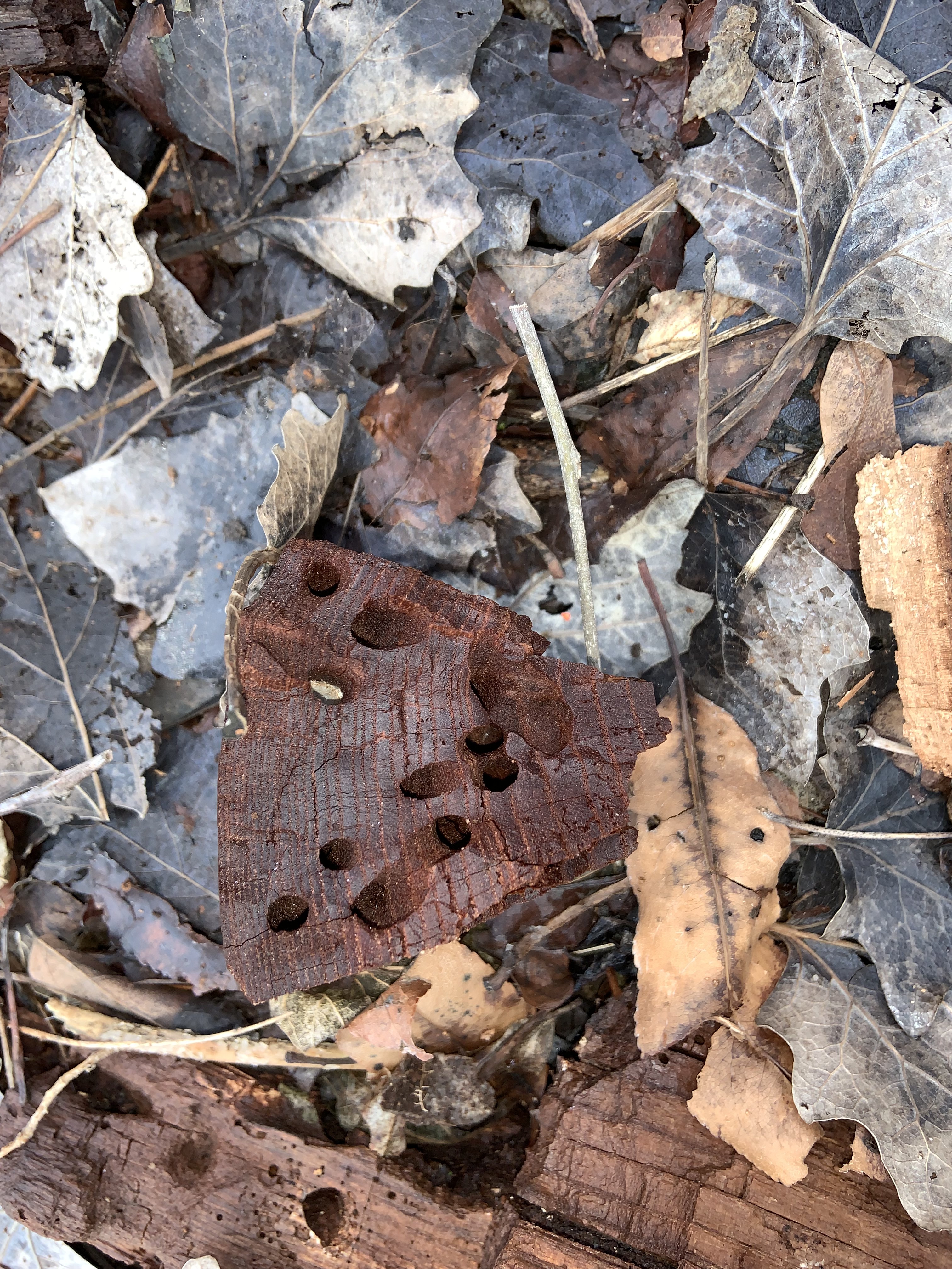 Holes chewed in a piece of wood by some insect.