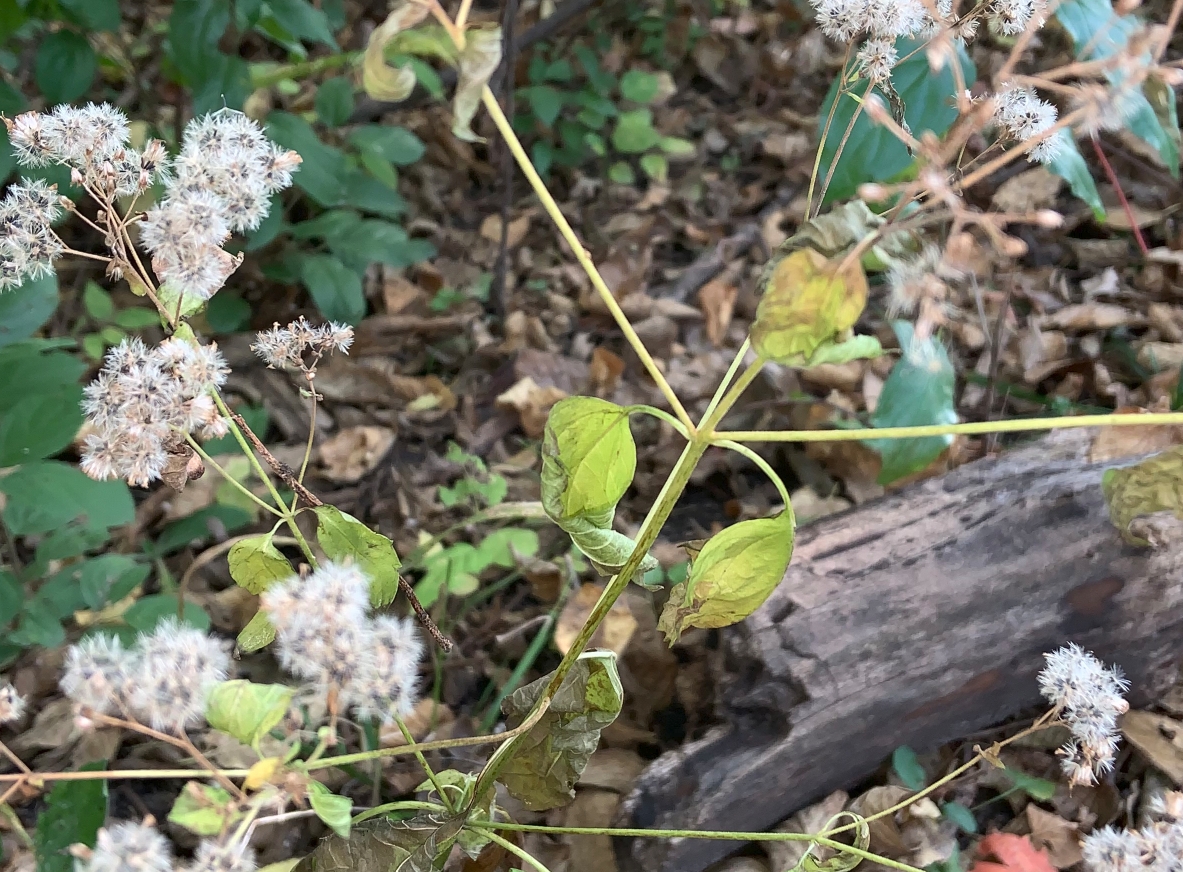 A plant that is flowering like a dandy lion with many stalks from its trunk.