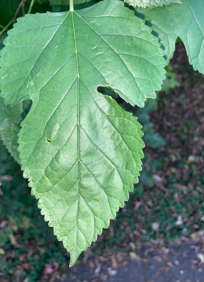 A leaf with saw toothed edges in the park wooded area.