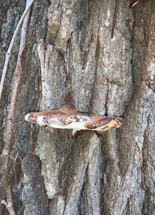 A leaf of fungus growing off the side of a tree trunk in the woods within a park.